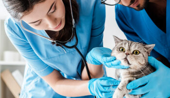 Trocaire Vet Techs examining a feline subject.